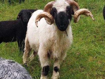 Gutmütiger älterer Schafbock