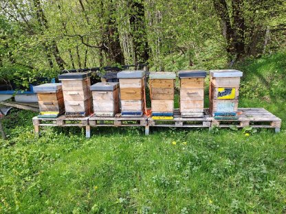 1 Naturschwarm mit Beute