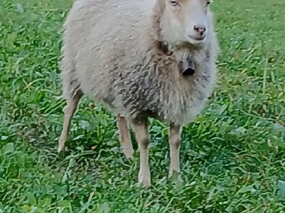 Quessant Schaf