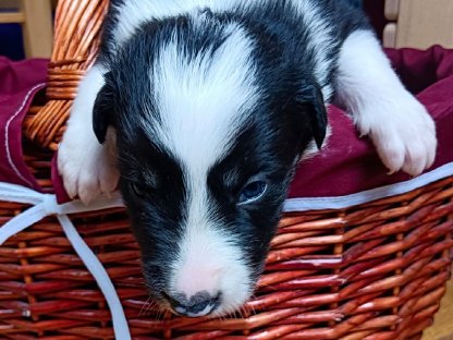 Bild 6:Border Collie Welpen