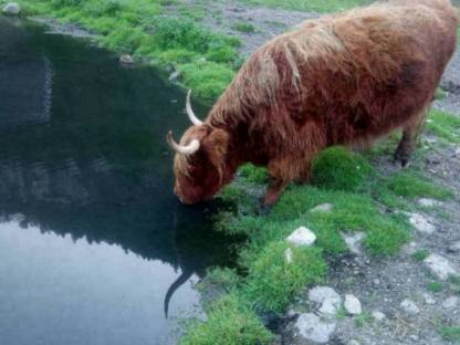 Bild 3:Hochlandrinder günstig abzugeben, Kälber, Jungvieh