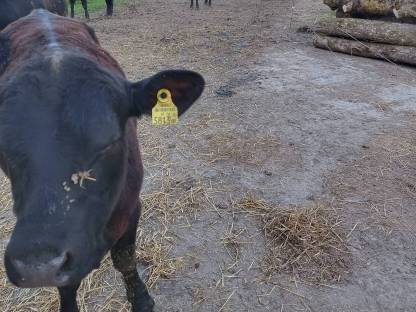 Bild 2:Angus Jungstier