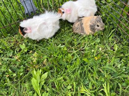 Bild 3:Meerschweinchen