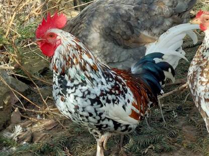 Bild 2:Steinpiperlhühner