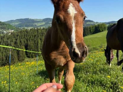 Bild 2:Deutsches Reitpony
