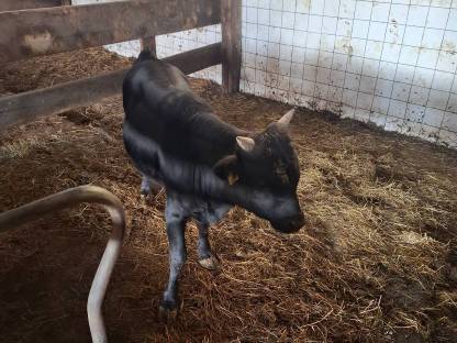 Bild 2:Dahomey Stier