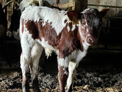 Pustertaler Sprinzen Stierkalb „Omero“