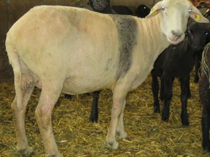 Unser Oma-Schaf sucht liebevollen Umgang - Streichelzoo o.ä.