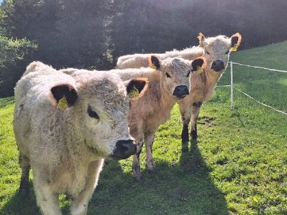 Bio Galloway Kalbinnen