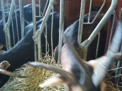 Bild 3:Vierhorn-Ziegen Kitz weibliche und Böcke