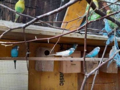 Bild 3:Wellensittiche