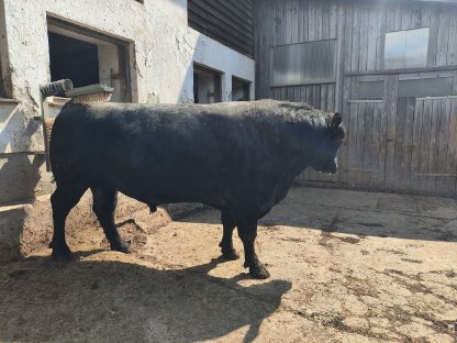 Aberdeen Angus Zuchtstier