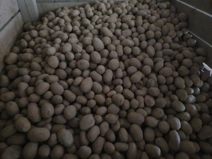 Waldviertler Speisekartoffel Ditta 50+