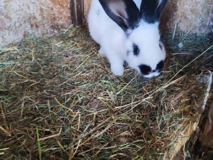 Bild 2:Riesenhasen, Fleischhasen, Riesenschecken, Baby Hasen