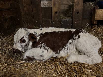 Pustertaler Sprinzen Stierkalb „Eristoff“