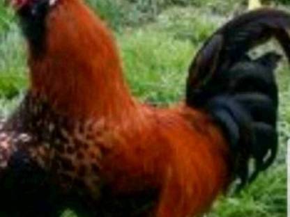 Bild 2:Tagesküken Französische Marans schwarz Kupfer, Mosshühner