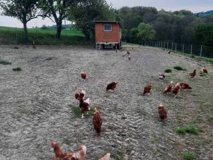 20 Monate alte Hühner