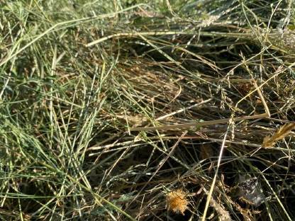 Bild 5:Heu, Kleinballen, Schwedenreiter, Hifel, Heuballen