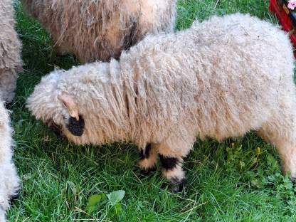 Bild 7:Waliser Schwarznasenschaf