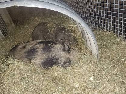 Mini Schweine