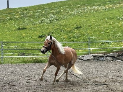 Bild 2:Zuchtstute zu verkaufen