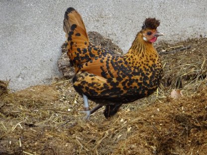 Appenzeller Spitzhauben