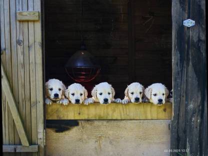 Golden Retriever