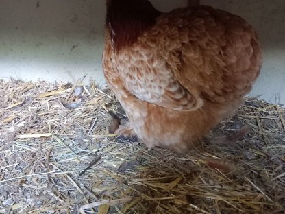 Bild 2:Zwerg-Cochin Gruppe