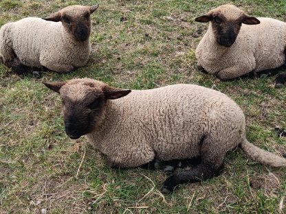 Bild 2:Shropshire Schafböcke Bocklämmer