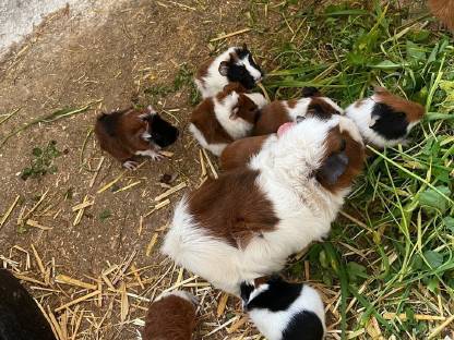 Meerschweinchen