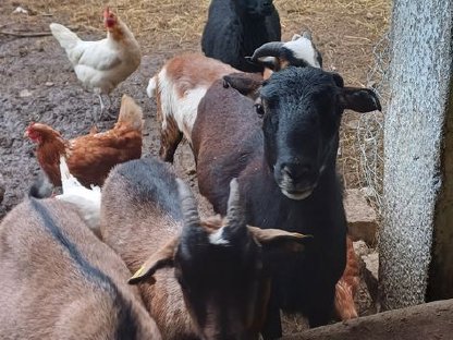Kamerun-Barbados-Bock