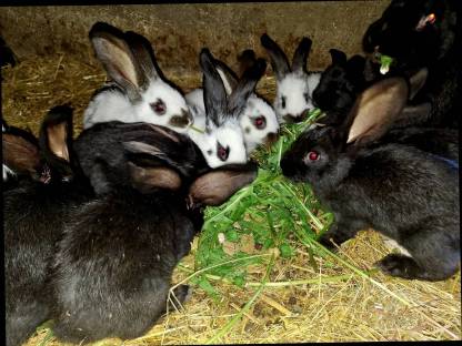 Riesenhase