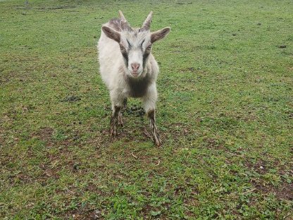 Bild 5:Schafe Lämmer, Ziegenkitze, Ziegenbock