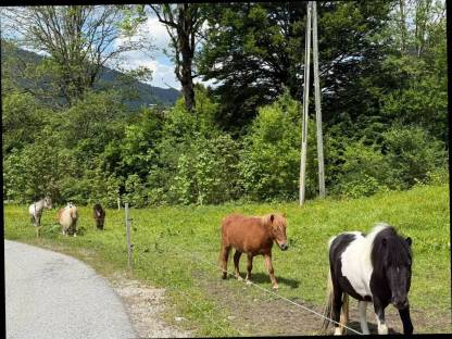 Ponystuten