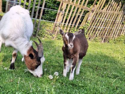 Bild 3:Bockkitz