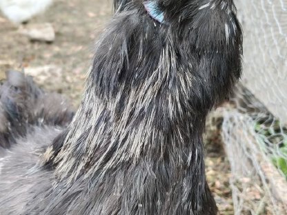 US Silkie Pärchen