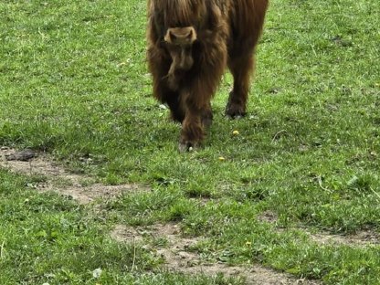 Bild 2:Hochlandrind Stier zu verkaufen