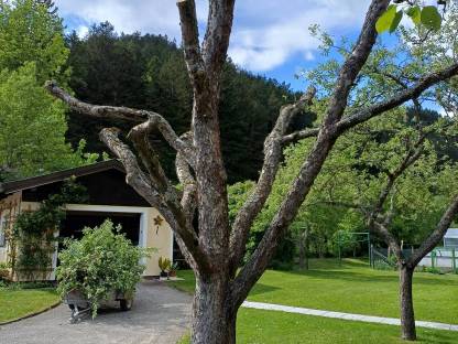 Bild 4:Apfelbaum