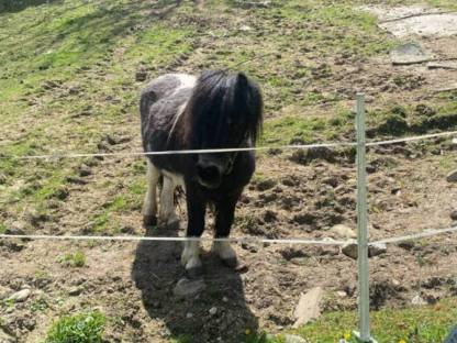 Ponyhengst und 2 Stuten