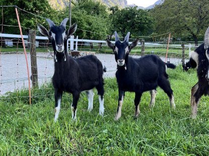 Bild 6:5 Pi-Strahlenziegen Bockkitze