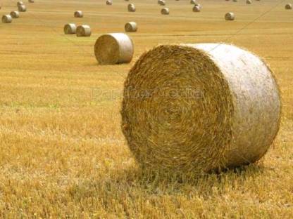 Weizenstrohballen und Gerstenstrohballen