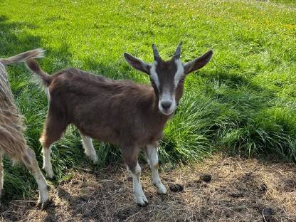 Bild 4:Toggenburger Kitz