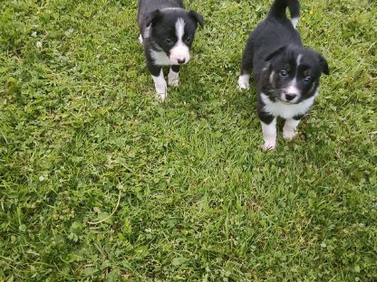 Bild 5:Border Collie Welpen