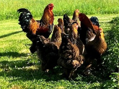 Bild 6:Bruteier Brahma rebhuhnfarbig gebändert große Rasse