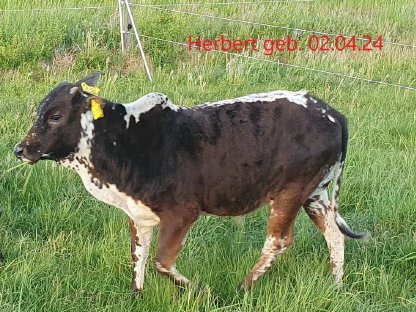 Bild 6:Mehrere Zwergzebu männlich/weiblich