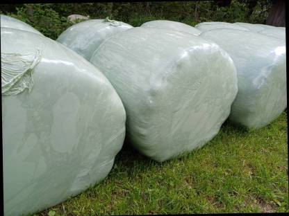 Bild 2:Grassilage 2025