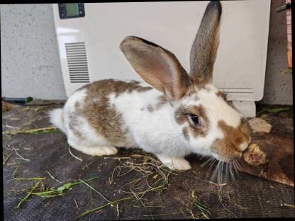 Häsin Fleischhasen Kaninchen Zuchthase