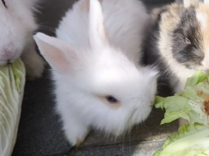Bild 7:Kaninchen