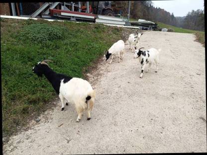 Bild 4:Zwergziegen