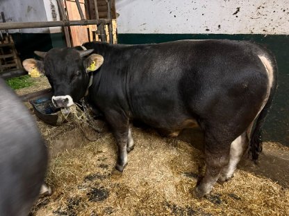 Verkaufe Grauvieh Stier